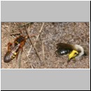 Nomada lathburiana - Wespenbiene w09 mit Andrena vaga.jpg